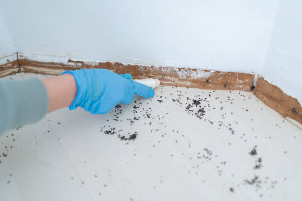 Best Local Pest Control Services  in Rosedale, LA